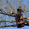 De La Rosa Tree Service gallery