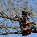 De La Rosa Tree Service - Tree Service