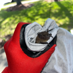 The Restoration Attics - Houston, TX. Humane Bat Removal