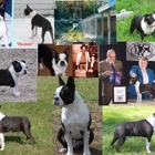 Freedom Dog School & Boarding Kennel - Home of Freedom Boston Terriers