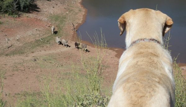 Size Matters ATV, UTV Rentals & Tours - Peoria, AZ