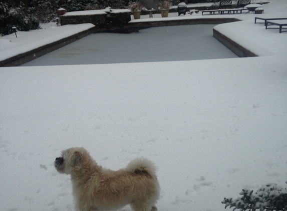 Holiday Pools & Spas - Winston Salem, NC. A backyard pool can be pretty even in the snowy wintertime.