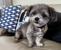 Perfect Paws Dog Spa - Dog & Cat Clipping & Grooming