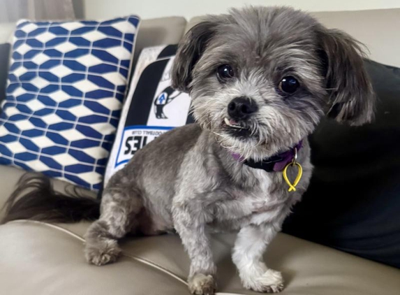 Perfect Paws Dog Spa - Mooroopna, VIC