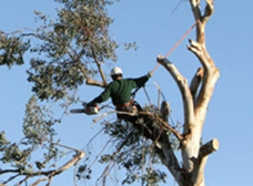 Lee's Tree Service - Poolesville, MD 20837