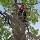 Big Easy Tree Service