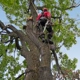 Big Easy Tree Service