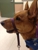 Marysville Veterinary Hospital PS, Inc - Veterinary Clinics & Hospitals