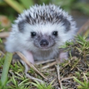Cape Cod Hedgehogs - Pet Services