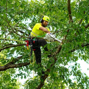 Bartlett Tree Experts - Owings, MD - Owings, MD