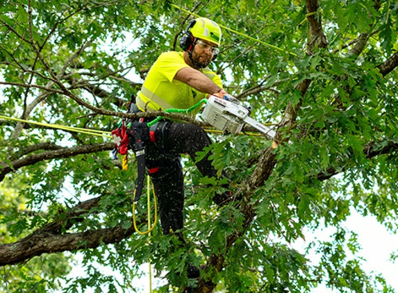 Bartlett Tree Experts - Cincinnati, OH - Cincinnati, OH