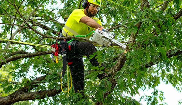 Bartlett Tree Experts - Princeton, NJ - Princeton, NJ