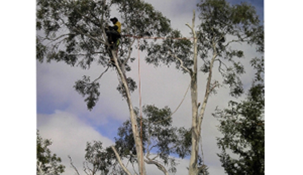 M & J Tree Surgeons