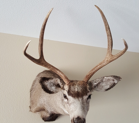 Chaney's Taxidermy - Billings, MT. 1st buck
Spot & Stock
Bow
27yrd heart shot