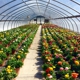 Valley View Wholesale Greenhouses