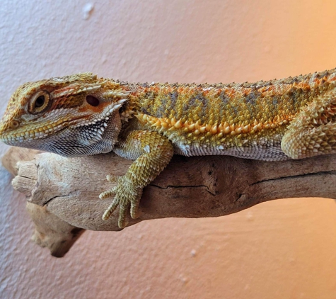 Tails2Scales pet shop - Lancaster, CA. Bearded dragons