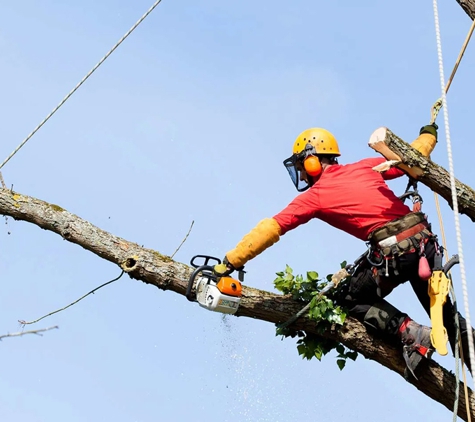 Newcastle Tree Care - Warners Bay, NSW