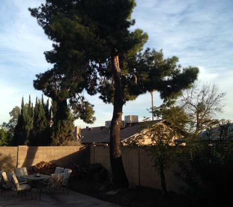 Palm Kings Tree service - Phoenix, AZ