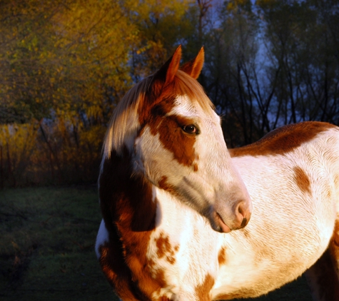 Shawnee Animal Hospital - Shawnee, OK