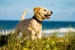 Dodd Animal Hospital - Pet Boarding & Kennels
