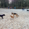 Marymoor Off-Leash Dog Park gallery