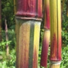 Bamboo Garden gallery