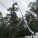 Case Tree Service - Tree Service