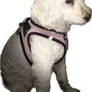 Atlantic City Pet Hotel and Grooming - Pet Services