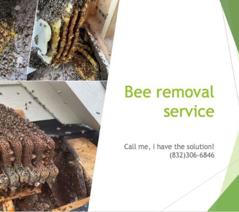 Raul The Bees Guy - Katy, TX. bees removal