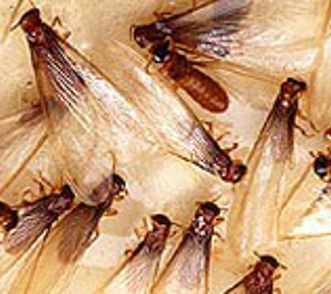Area Wide Pest Control - Franklin, OH. Swarming Termites