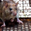 Elite Pest Control gallery