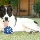 K-9 Boarding Kennels - Pet Training