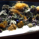 Lone Star Aquariums - Aquariums & Aquarium Supplies