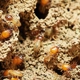 State  Termite & Pest Control