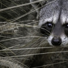Highspeed Animal Trapping gallery