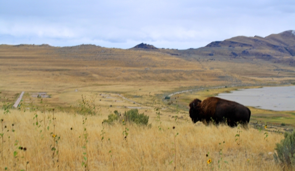 Antelope Island State Park - Syracuse, UT