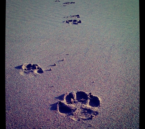 Quality of Life Psychology - Goodwood, SA. Sometimes a walk on the beach can work wonders... try it today.