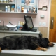 Northeast Animal Hospital