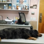 Northeast Animal Hospital