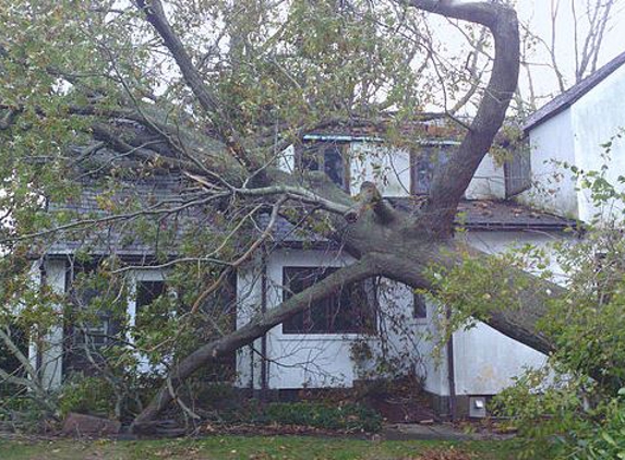 Mount Carmel Tree Service - Hamden, CT