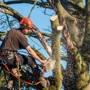 Liberty Tree Service