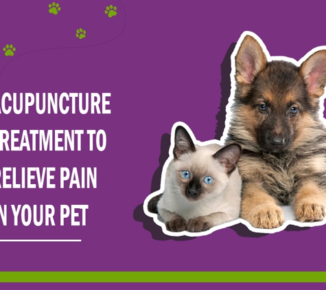 Redlynch Valley Vets - Redlynch, QLD. Acupuncture Treatment To Relieve Pain In Your Pet