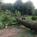 Top Branch Tree Service LLC - Tree Service