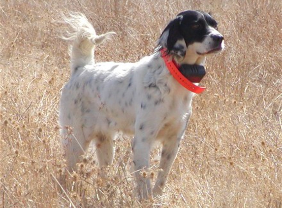 Don O'Brien Boarding & Training Kennel