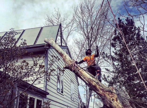 Splintered Forest Tree Services - Boulder, CO