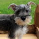 Fernweh Miniature Schnauzers