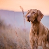 Sit Means Sit Dog Training Knoxville gallery