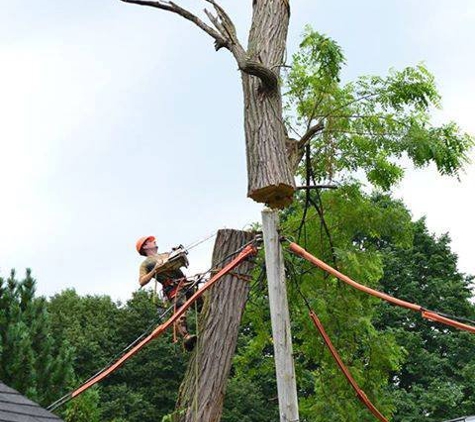 Kelley Tree Service - Danvers, MA