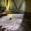 Absolute Pest Management gallery