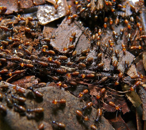 Rockingham Pest Control - Waikiki, WA